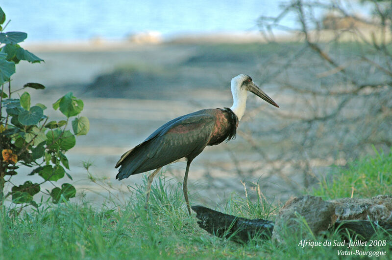 Woolly-necked Stork