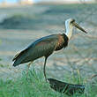 Cigogne épiscopale