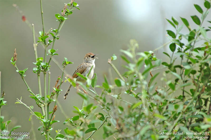 Rufous-winged Cisticola, identification