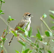 Rufous-winged Cisticola