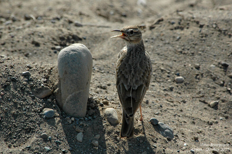 Cochevis huppé