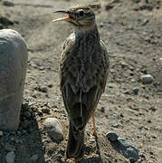 Crested Lark