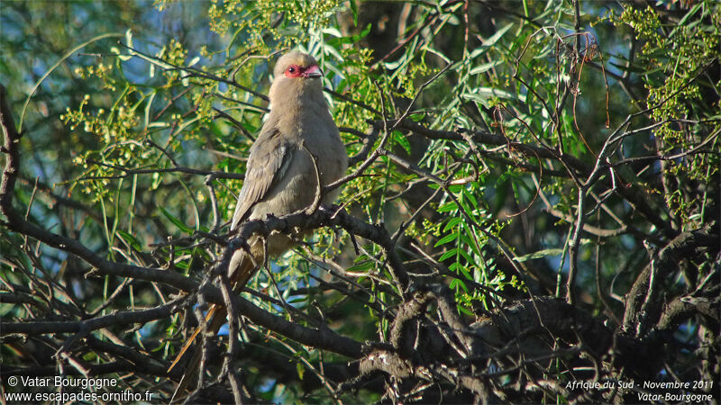 Red-faced Mousebird