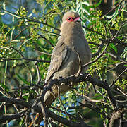 Red-faced Mousebird