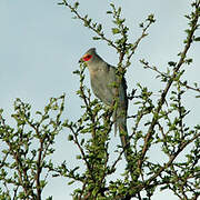 Red-faced Mousebird