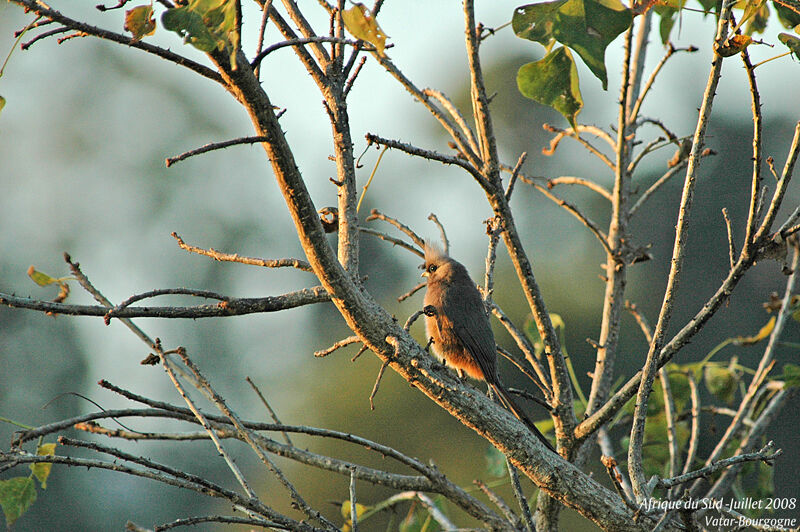 Speckled Mousebird