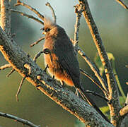 Speckled Mousebird