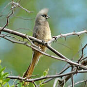 Speckled Mousebird