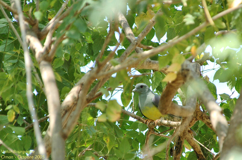 Bruce's Green Pigeon