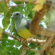 Bruce's Green Pigeon