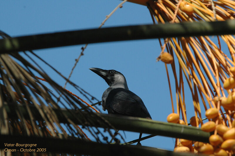 Corbeau familier