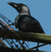 House Crow