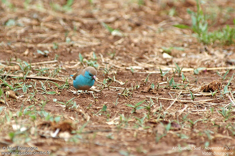 Blue Waxbill