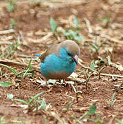 Blue Waxbill