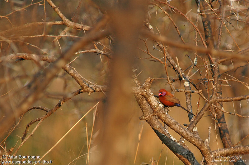 Violet-eared Waxbill