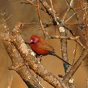 Violet-eared Waxbill