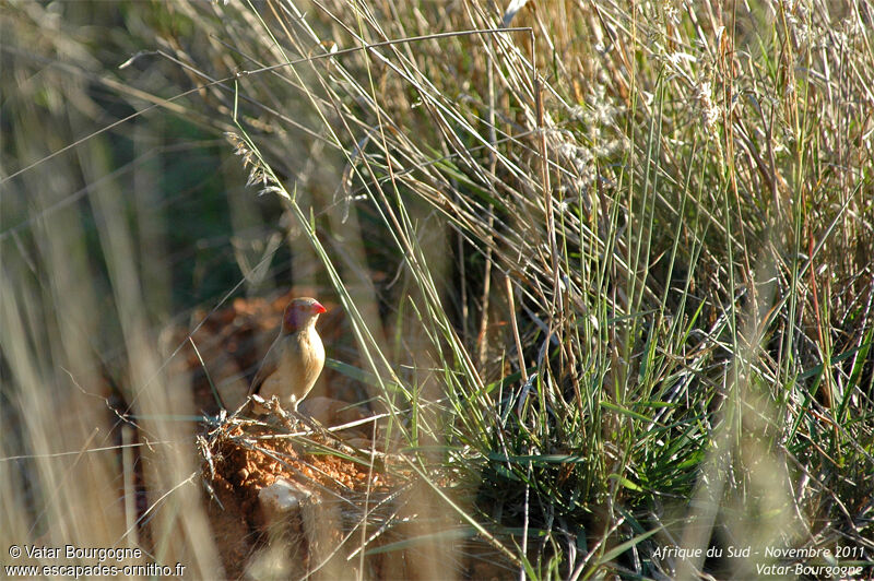 Violet-eared Waxbill female