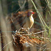 Violet-eared Waxbill