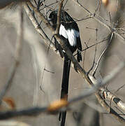 Magpie Shrike