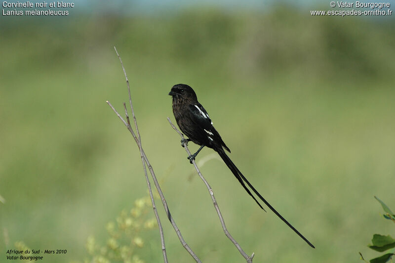 Magpie Shrike