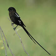 Magpie Shrike