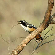 White-throated Robin-Chat