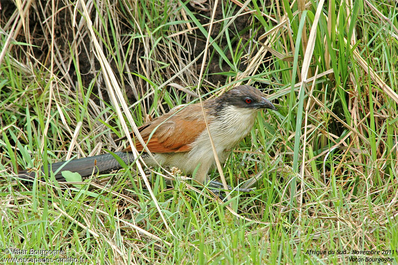 Coucal de Burchell