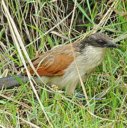 Burchell's Coucal