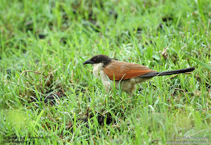 Coucal de Burchell