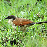 Burchell's Coucal