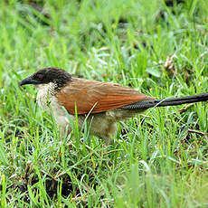 Coucal de Burchell