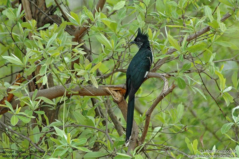 Levaillant's Cuckoo