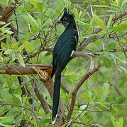 Levaillant's Cuckoo