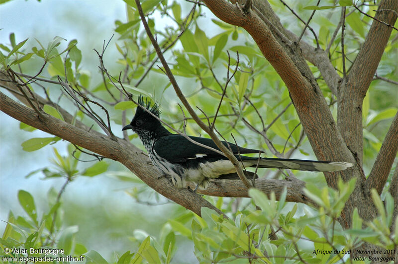 Levaillant's Cuckoo