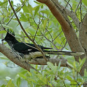 Levaillant's Cuckoo