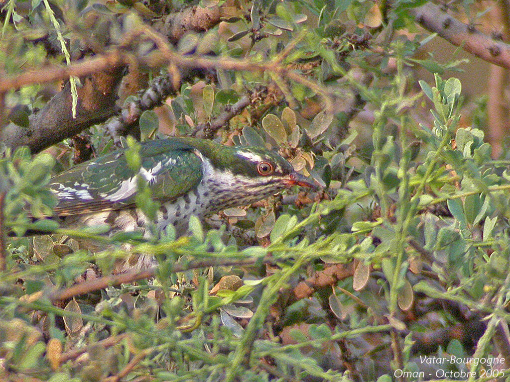 Diederik Cuckoo