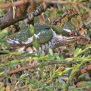 Diederik Cuckoo