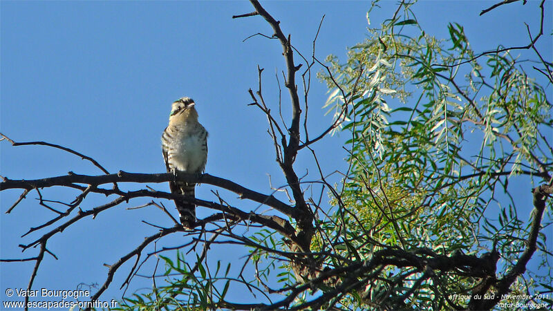 Diederik Cuckoo