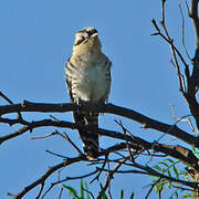 Diederik Cuckoo