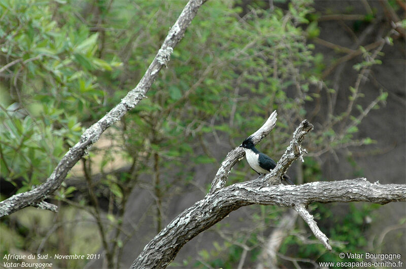 Jacobin Cuckoo