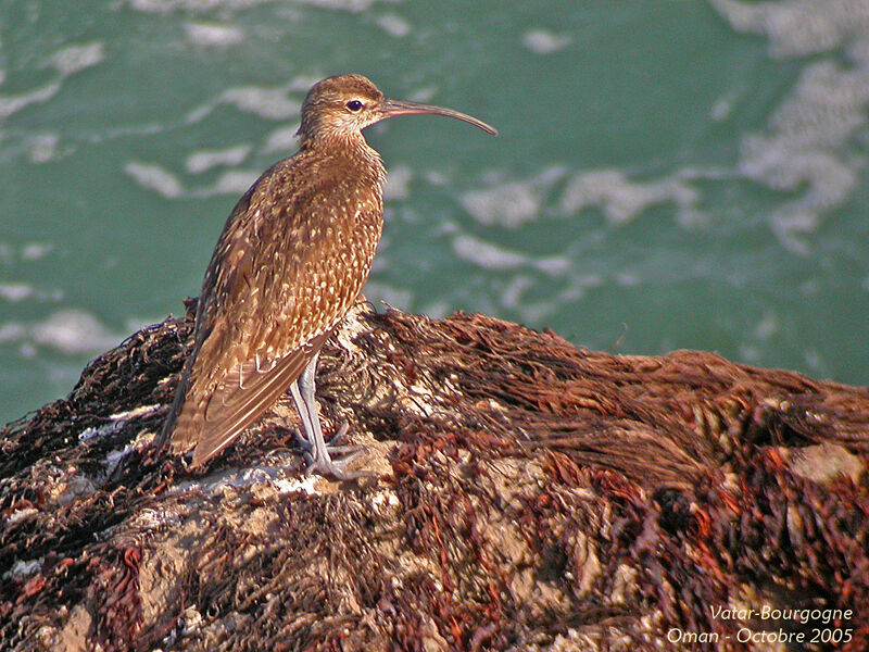 Whimbrel