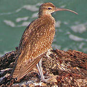 Eurasian Whimbrel