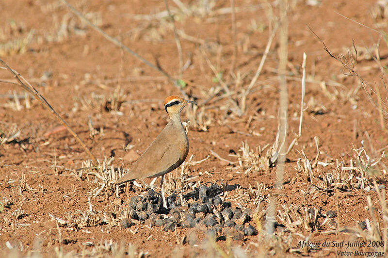 Temminck's Courser