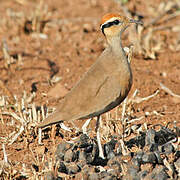 Temminck's Courser