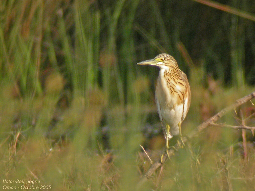 Crabier chevelu