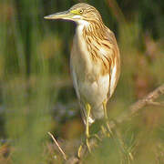 Squacco Heron