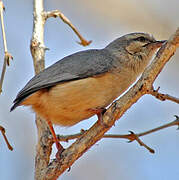 Long-billed Crombec