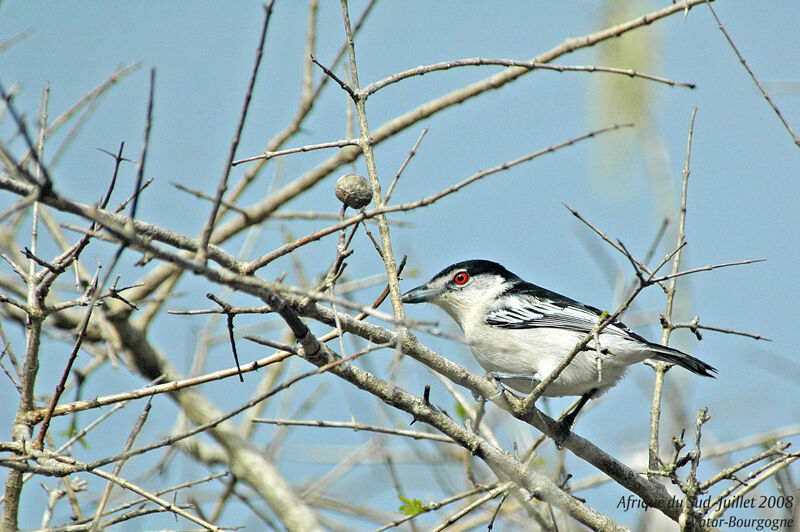 Black-backed Puffback