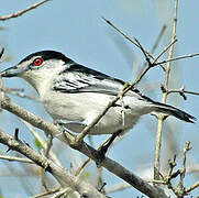 Black-backed Puffback