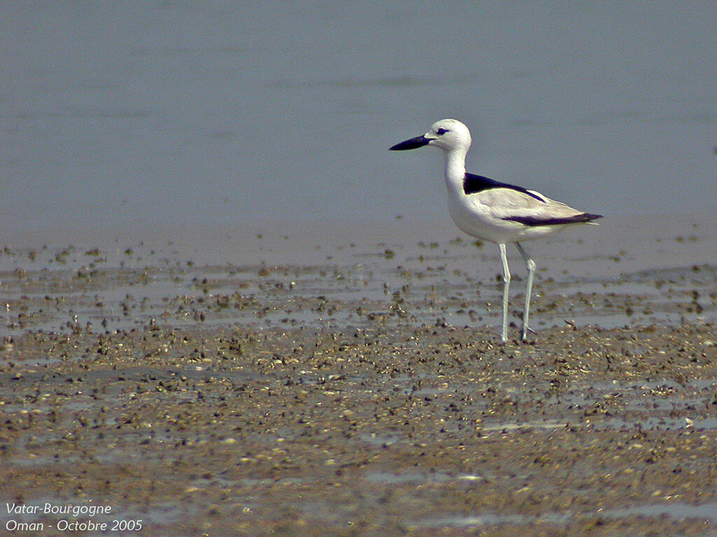 Crab-plover